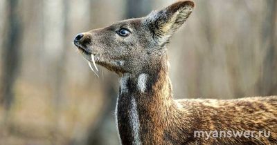 В результате какого эволюц. процесса у самцов оленя появились большие рога?