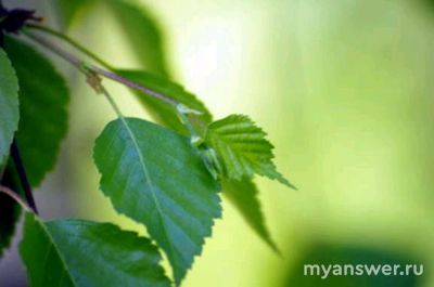 Как в народной медицине используют отвар из берёзовых листьев?