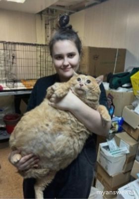 Сколько весил кот Крошик, причиной смерти стало похудание?