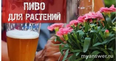 Можно ли пивом поливать растения в огороде летом?