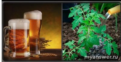 Можно ли пивом поливать растения в огороде летом?
