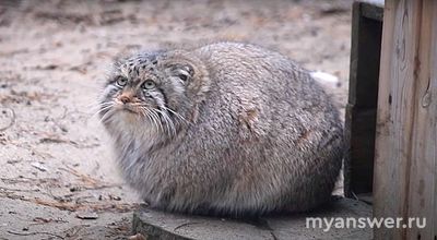 Что такое зажировка у манула?