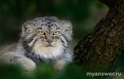 Что такое зажировка у манула?