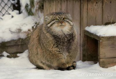 Что такое зажировка у манула?