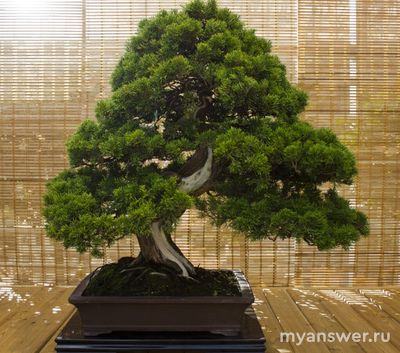 Насколько сложен в выращивании бонсай?
