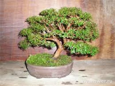 Насколько сложен в выращивании бонсай?