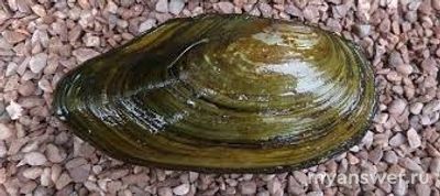 Как строения беззубки и кальмара связаны с средой обитания и образом жизни?