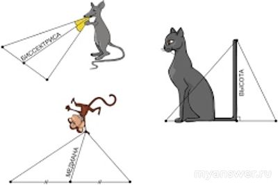 Биссектриса - это крыса которая бегает по углам и делит угол по полам?