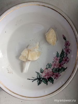 Что за гриб похожий на шампиньон с белыми пластинками?