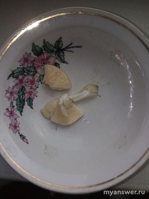 Что за гриб похожий на шампиньон с белыми пластинками?