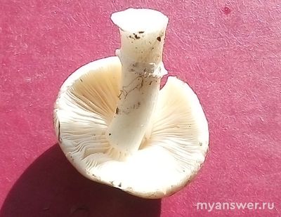 Что за гриб похожий на шампиньон с белыми пластинками?