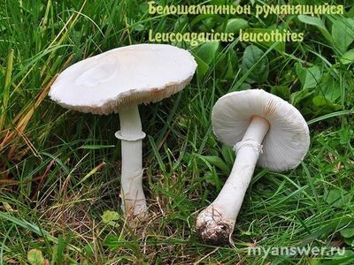 Что за гриб похожий на шампиньон с белыми пластинками?