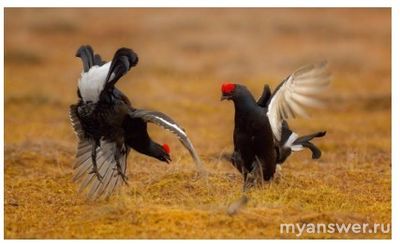 Что иллюстрирует фотография (два тетерева): конкуренцию самцов за самку?