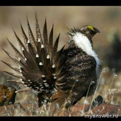 Что иллюстрирует фотография (два тетерева): конкуренцию самцов за самку?