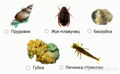 Какие из животных относятся к биофильтраторам: прудовик, жук-плавунец?
