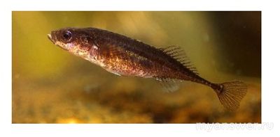 Какой учёный поможет определить название рыбы, пойманной Мариной по фото?