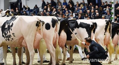 Почему вымя у коров расположено под хвостом, а не выше, на животе?