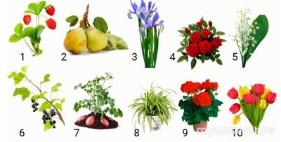 Какое соответствие между растениями и способами вегетативного размножения?