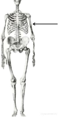 Какие верные утверждения о кости человека, указанной на рисунке?