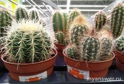 Как кактус попал в Россию, где его родина?