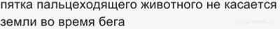 Пальцеходящие, но не фалангоходящие — каких животных выбрать из списка?