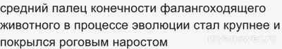 Пальцеходящие, но не фалангоходящие — каких животных выбрать из списка?