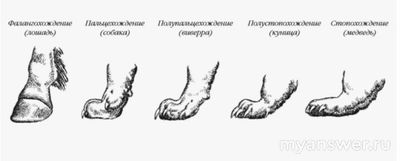 Пальцеходящие, но не фалангоходящие — каких животных выбрать из списка?
