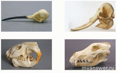 Как выбрать череп животного консумента второго или последующего порядка?