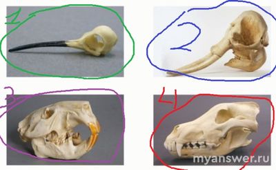Как выбрать череп животного консумента второго или последующего порядка?