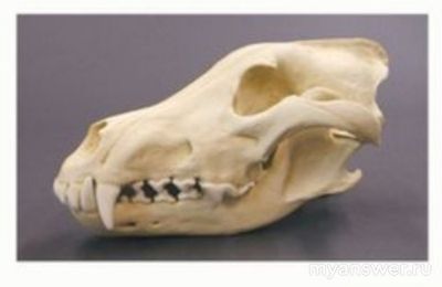 Как выбрать череп животного консумента второго или последующего порядка?