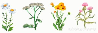 Какому растению подходит: Соцветие корзинка. Листья простые, цельнокрайные?