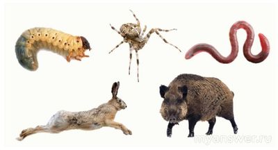 Какие животные могут погружать семена в почву вплоть до 30 см (фото)?