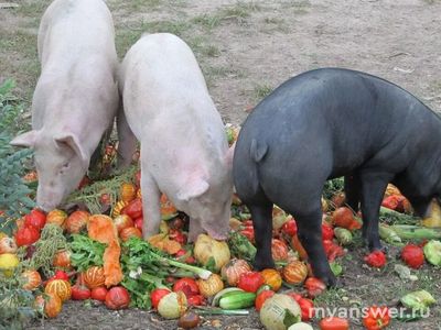 Свиньи не имеют вкусовых рецепторов и не чувствуют вкуса того, что едят?