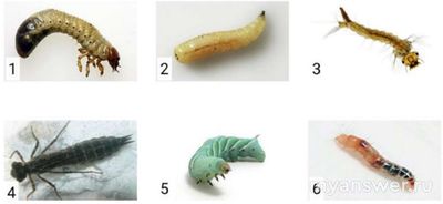 Как установить соответствие между личинкой и взрослым насекомым?