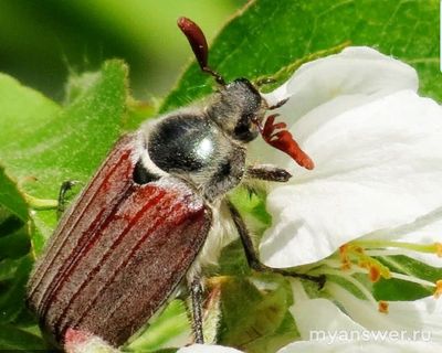 Как установить соответствие между личинкой и взрослым насекомым?