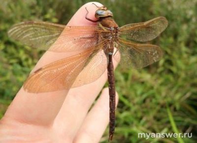 Как установить соответствие между личинкой и взрослым насекомым?