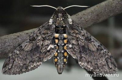 Как установить соответствие между личинкой и взрослым насекомым?