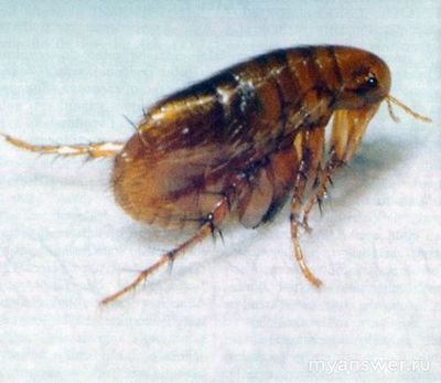 Как установить соответствие между личинкой и взрослым насекомым?