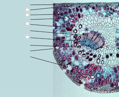 Как выбрать ткань на срезе листа сосны смолистой (Pinus resinosa)?