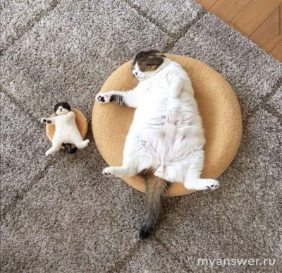 Нормальный размер для кота - больше моей руки, как понять?