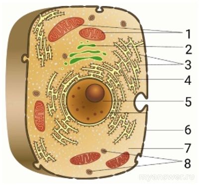Как решить: Софья и Артём рассматривали схему строения клетки и поспорили?