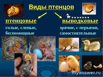 Какие из одомашненных птиц относятся к гнездовым?