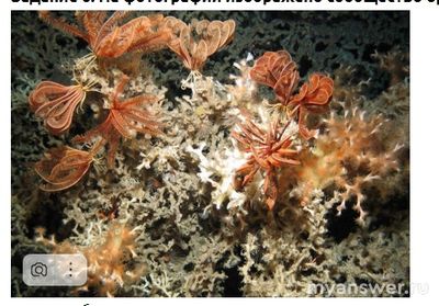 На фотографии изображено сообщество организмов, где Где они обитают?