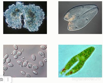 На какой из микрофотографий показано не деление клеток, а другой процесс?