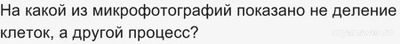 На какой из микрофотографий показано не деление клеток, а другой процесс?