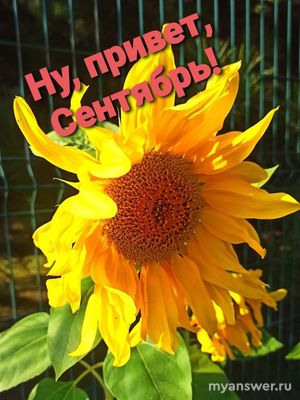 Какие чувства пробуждает в нас сентябрь? Печалиться иль радоваться надо?