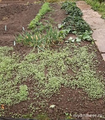 Как подготовить грядки к зиме?