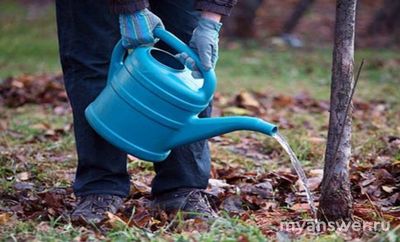 Что такое предзимний или водозарядный полив?