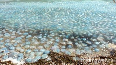 Бердянск и Кирилловка больше не курорты из-за медуз, Ваше мнение?