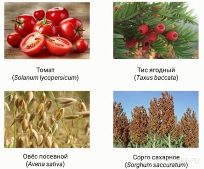 У какого растения эндосперм семян имеет гаплоидный набор хромосом?